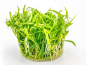 Preview: Zwergschwertpflanze - Helanthium tenellum ´Broad leaf´ in vitro